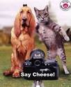 chien-chat-cheese