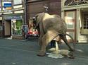 elephant5