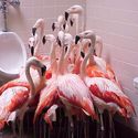 flaminga-u-kenef