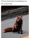 fox-from-hell