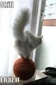 funny-pictures-cat-balances-basketball