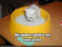 funny-pictures-kitten-is-going-to-be-confused-later-in-life