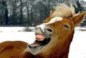 happy-horse