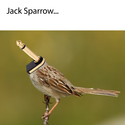 jack-sparrow