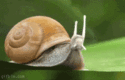 jet-snail