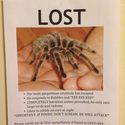 lost-tarantula