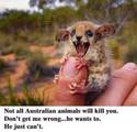 ne-vsichki-v-Avstraliq-ubivat