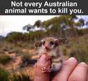 not-every-australian-animal-wants-to-kill-you