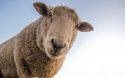 ovca-gleda