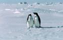 pingvini-se-svalqt