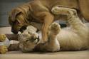 puppy-vs-lion-cub-01