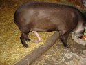 reakciq-na-tapir-pri-hranene