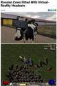 russian-cows-VR