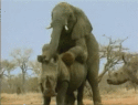 slon-patka-nosorog