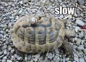 slow-squared
