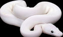 white-snake-3