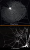 Caffeinated-spiderwebs