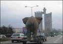 elephant-transport