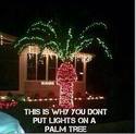 lights-on-a-palm-tree