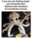 skeletons-of-invertebrate