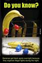 banana-fights