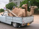 camel-taxi