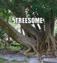 treesome