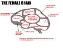 brain-female