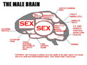 brain-male