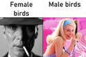 female_birds_vs_male_birds.jpg