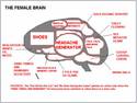 female-brain-22