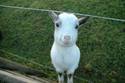 the-happy-goat