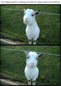 the-happy-goat2
