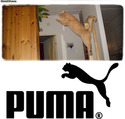 puma-cat