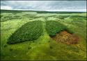 stop-the-deforestation