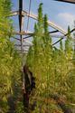 treva-bambuk