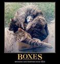boxes-and-cats