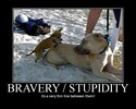 bravery