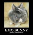 emo-bunny2
