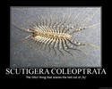 scutigera-coleoptrata