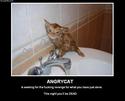angrycat