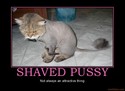 shaved-pussy