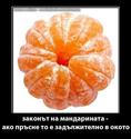zakonyt-na-mandarinata