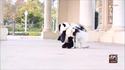 dog-panda-suit