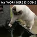 fish-cat-job-done