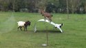 happy-balancing-goats