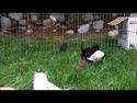 jumping-cats-and-rabbits