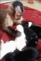 monkey-puppy-sitter