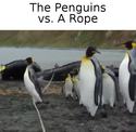 penguins-vs-rope