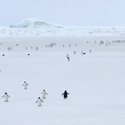 pingvini-byrzat